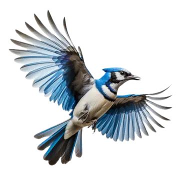 Beautiful Flying Blue Jay Transparent Background, Bird, Beautiful ...