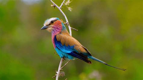 The beautiful yet feisty Lilac-breasted roller bird, Africa’s most ...