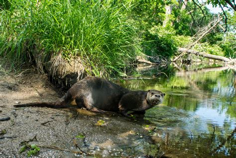 Otter Trapping | Nebraska Game & Parks Commission