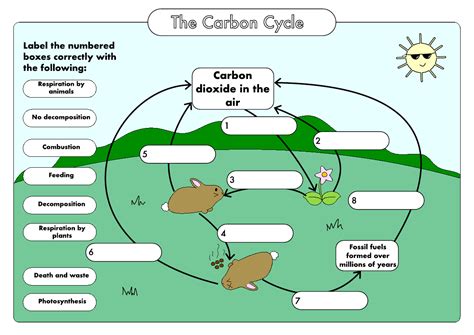 GCSE Biology: Carbon Cycle worksheets and A3 wall posters UPDATED ...