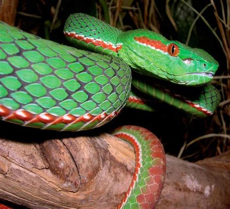 Science is Ьаffɩed as to why snakes can continually change their color (Video)