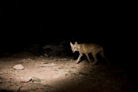 YEMEN'S WILDLIFE - Sebastian Kennerknecht PhotographySebastian Kennerknecht Photography