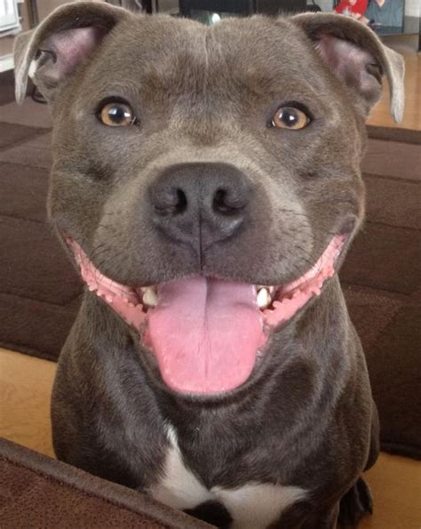 12 Reasons Why You Should Never Own Staffordshire Bull Terriers