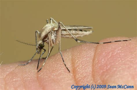 Diptera-Culicidae-Aedes dorsalis-Summer Saltmarsh Mosquito FEMALE (B) - Urban Programs - El Paso ...