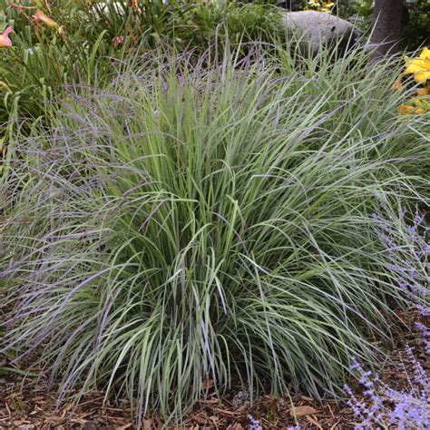 Schizachyrium scoparium 'Twilight Zone' PP27432 | Perennial Resource