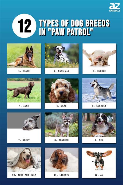 The 12 Types of Dog Breeds in "PAW Patrol" - A-Z Animals