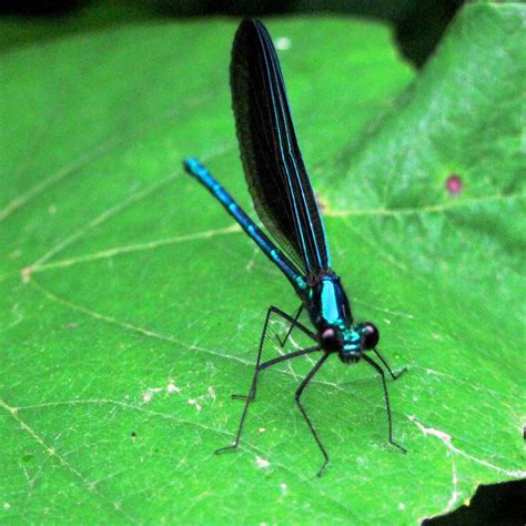 Black-Winged Damselfly (Calopterygidae maculata) | Noticed t… | Flickr