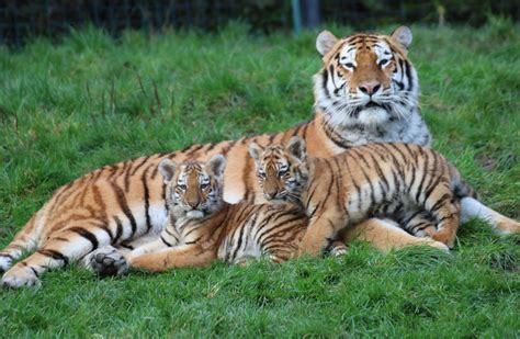 First Amur tiger cubs born at Dublin Zoo in 20 years to go on view this ...