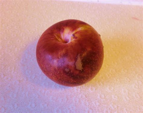 The Season for Dapple Dandy (Dinosaur Egg) Pluots