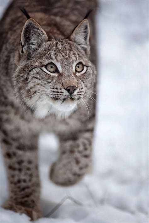 58 best images about Lynx - Bobcat on Pinterest