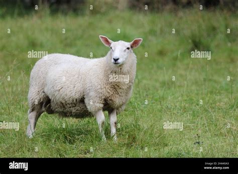 Schaf / Sheep / Ovis Stock Photo - Alamy