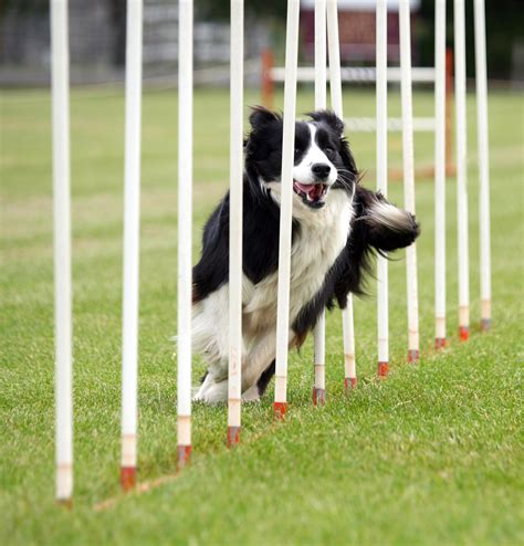 How-To Guide: Dog Agility Equipment