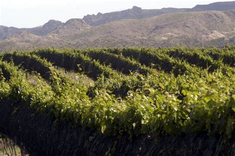 San Juan Argentina Vineyards with Bunches of Grapes Ready for Harvest for the Wine Industry ...