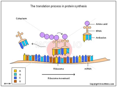 Biology 8.5: Translation Diagram | Quizlet