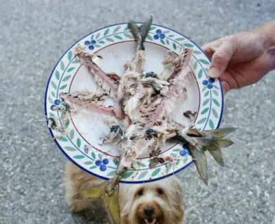 Can Dogs Eat Fish Bones?