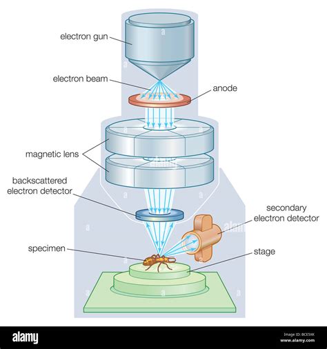 The components of a scanning electron microscope (SEM Stock Photo - Alamy