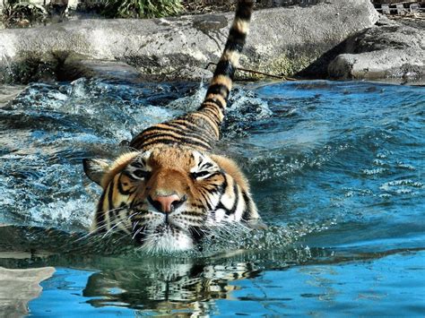 Pin on Swimming Tigers And Jaguars