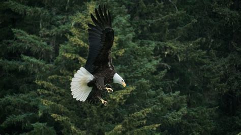 Bald Eagle Flying Across Green Trees · Free Stock Photo