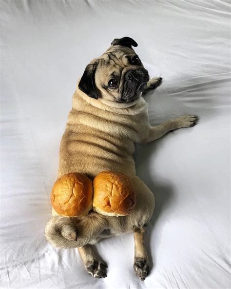 142.3 mil Me gusta, 3,189 comentarios - Doug The Pug (@itsdougthepug ...