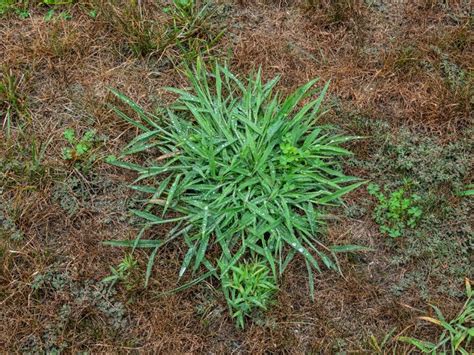 What Kills Signalgrass: Getting Rid Of Signalgrass Plants