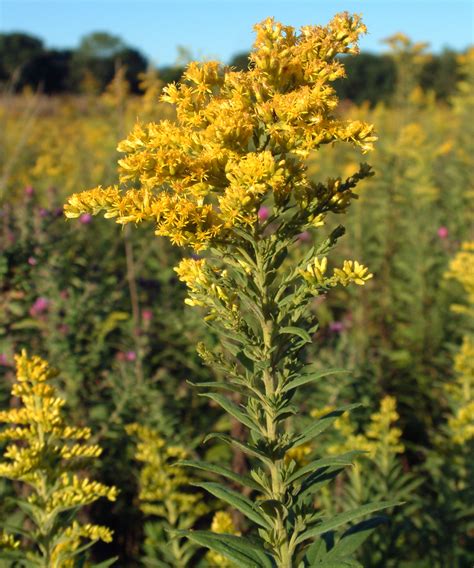 Goldenrod | Goldenrod flower, Plants, Medicinal herbs