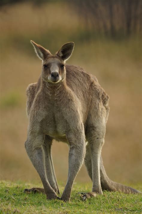 Free photo: Male Grey Kangaroo - Animal, Australian, Claws - Free ...