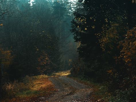 Pathway in a Dark Forest · Free Stock Photo