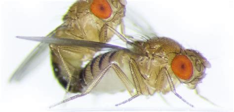 Fruit fly promiscuity alters the evolutionary forces on males | University of Oxford