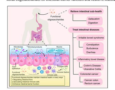 Schematic overview of the effects of functional oligosaccharides on ...