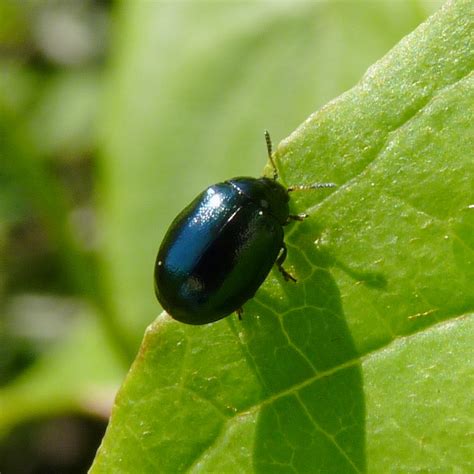 Willow Leaf Beetle (Beetles and Flies - Rouge National Urban Park / parc urbain national de la ...