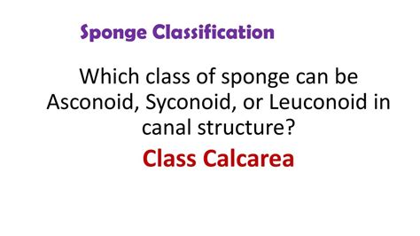 Phylum Porifera. - ppt download