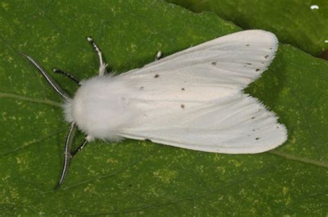 European Lepidoptera and their ecology: Hyphantria cunea