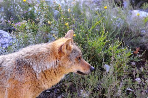 Iberian wolf pups stock image. Image of pack, canine - 17197065