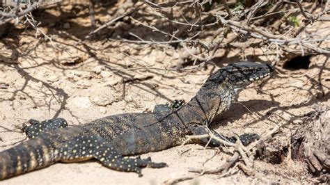 PhD student finds threatened goanna in south-west NSW - CSU News