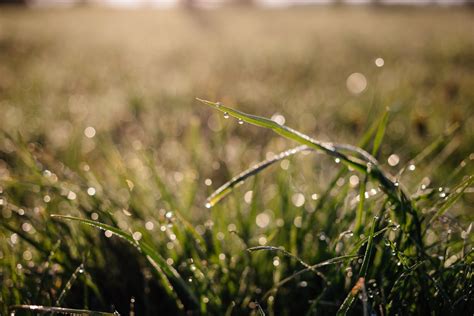 Morning dew on the grass 2 - freestocks.org - Free stock photo