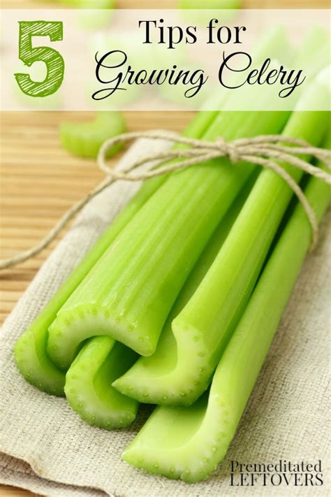 5 Tips for Growing Celery