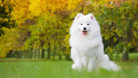 Samoyed Dog Breed Profile – Top Dog Tips