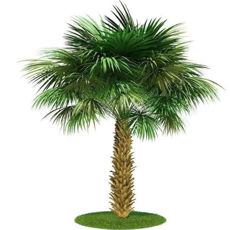 Sabal palmetto Cabbage Carolina Palm Dubai UAE best online Plants