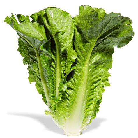 Romaine lettuce / 罗马生菜