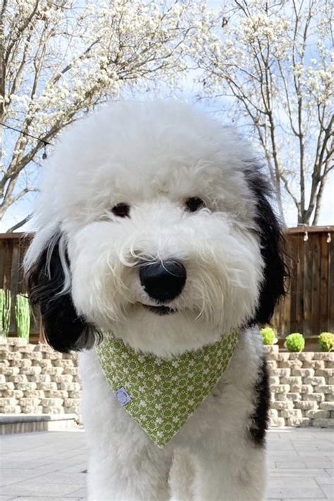 Mini Sheepadoodle Guide: Size, Lifespan, Temperament, Price etc ...