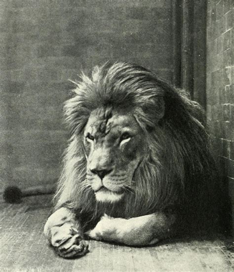 M A R O C - bachir-maghrebi: ancient berber lion The... | Extinct ...