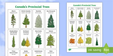 Canada's Provincial Trees Display Poster (teacher made)