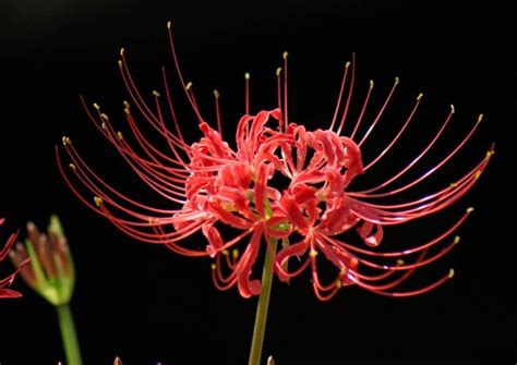 What Is The Japanese Death Flower? | Interesting Facts About The Red Spider Lily - Dear Japanese