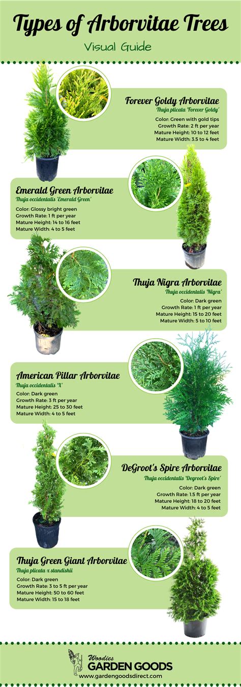 Types of Arborvitae Trees for Your Backyard