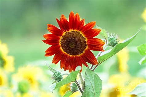 Red Sunflower 2 Photograph by Edward Sobuta