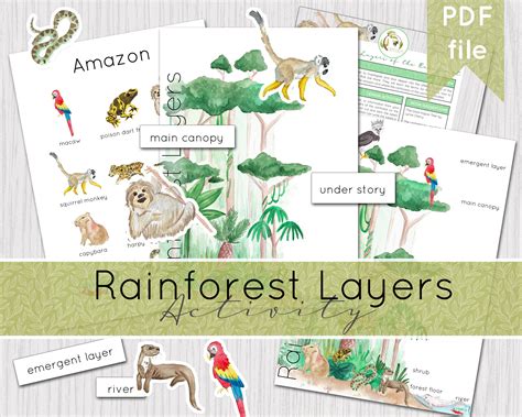 Layers Of The Rainforest Worksheet