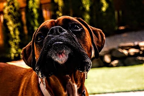 Dog Snout Face - Free photo on Pixabay - Pixabay