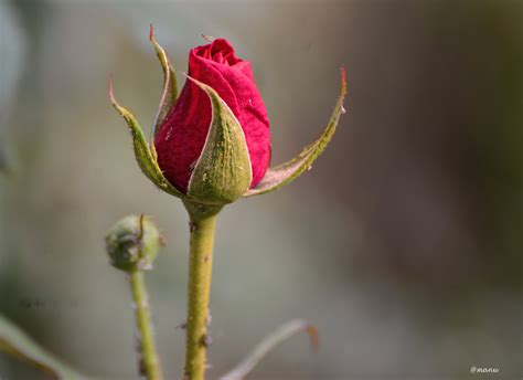 Selective focus photography of pink rose bud HD wallpaper | Wallpaper Flare