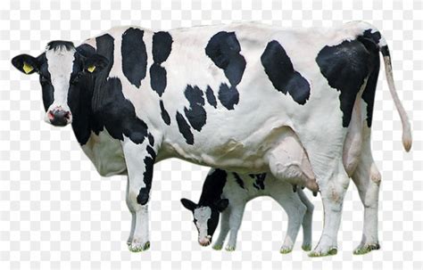 Holstein Cattle Calf - Cow With Calf Clipart, HD Png Download ...