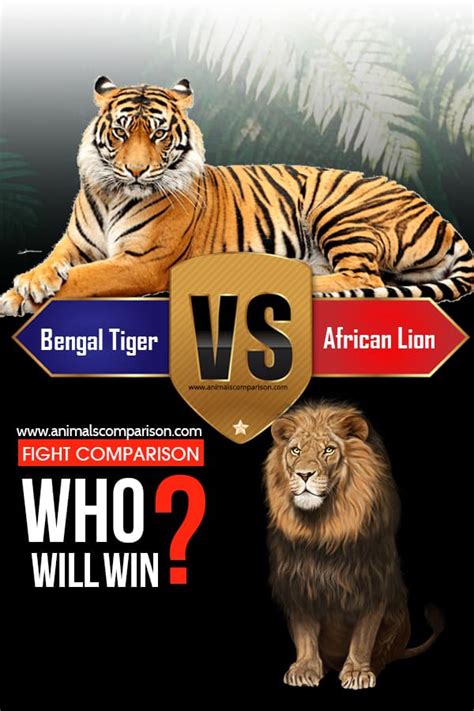 Bengal Tiger Vs African Lion Fight comparison, who will win?